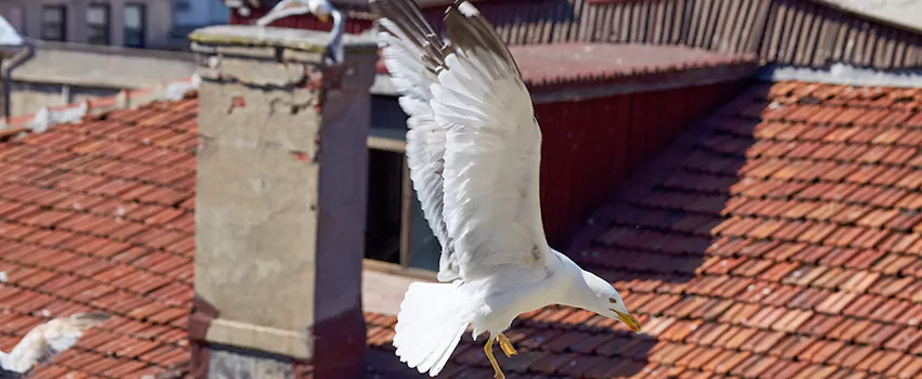 Residential Chimney Animal Removal Solution in Niagara Falls, NY