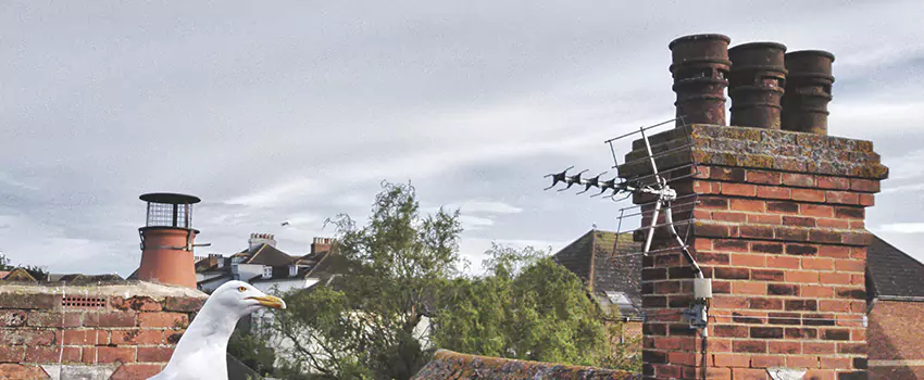 Chimney Cleaning And Restoration in Niagara Falls, New York